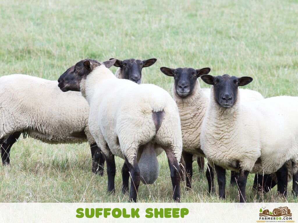 Suffolk Sheep FarmerDB Suffolk Sheep FarmerDB