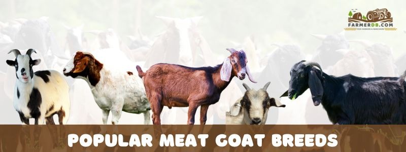 Most Popular Goat Breeds for Meat Production Worldwide